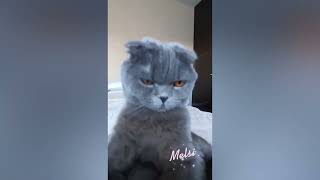 Funny Cats And Dogs - Pure Fails by Pure Fails 57 views 6 months ago 8 minutes, 5 seconds