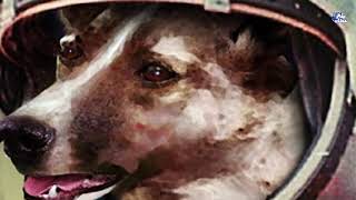 القصة المأساوية لـ الكلبة لايكا أول كائن حى غزى الفضاء فى رحلة ذهاب بلاعودة !