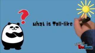 Toll like receptor