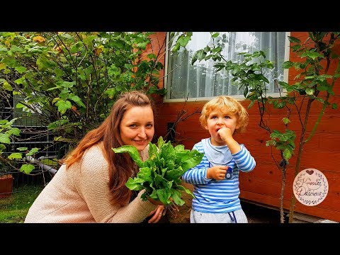 Video: Sauerampfer- Und Eiersuppe: Schritt Für Schritt Rezepte Mit Fotos Und Videos