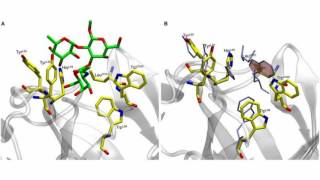 Difference Between Antigen and Antibody