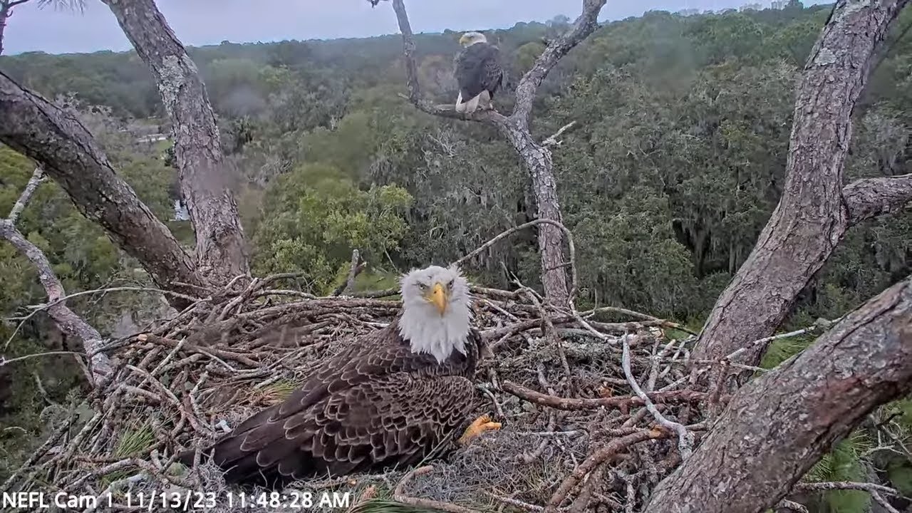 Is this the beginning of a new relationship American Eagle Foundation