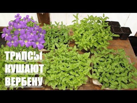 ВЕРБЕНА - Поеденная ТРИПСАМИ ))) Как и когда пикировать Вербену из семян?