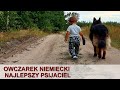 Owczarek niemiecki i dziecko | German shepherd and baby #dog #dogandbaby #dziecko #dzieckoipies