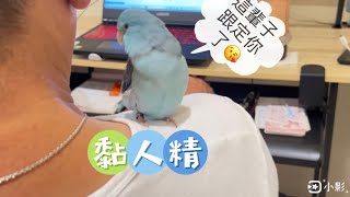 太平洋鸚鵡阿飽～#parrot 黏人精，父親節快樂😘