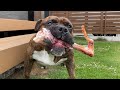MUKBANG ASMR Dog eating Raw Meat With bone ! 【American Bully】