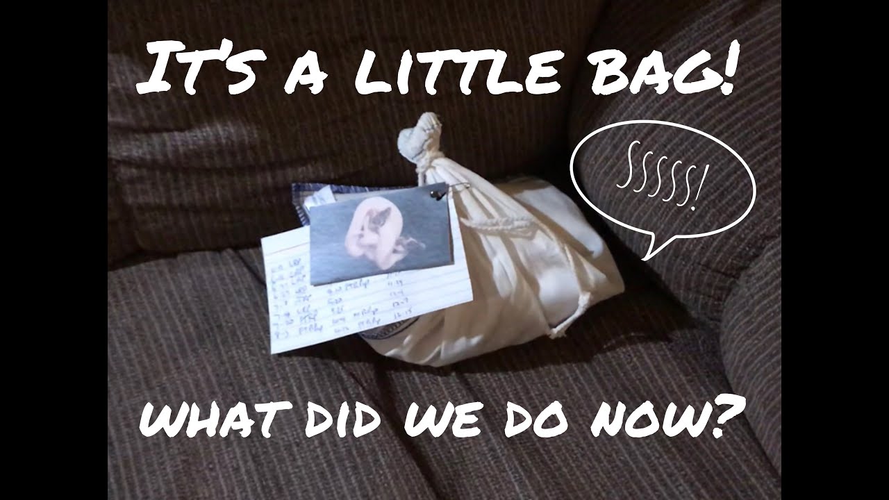 New Years Eve reptile unboxing...well, un-bagging - YouTube