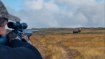 EPIC hunt for GIANT BULL MOOSE in deep backcountry! (Newfoundland)