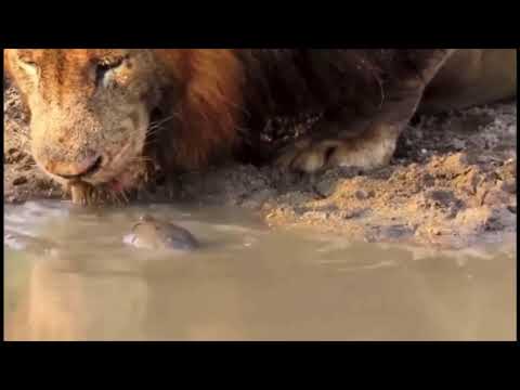 Une tortue attaque un lion !