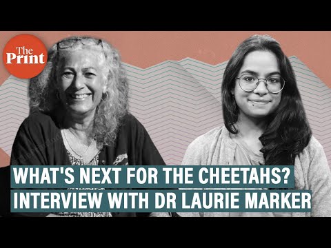 We have a very difficult task cut out for us: Dr Laurie Marker on cheetah introduction