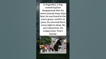 Thumbnail of The Dog Who Refused to Leave