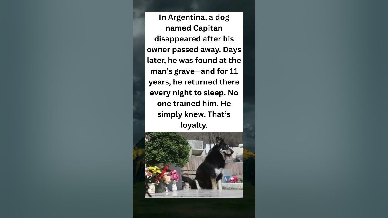 The Dog Who Refused to Leave
