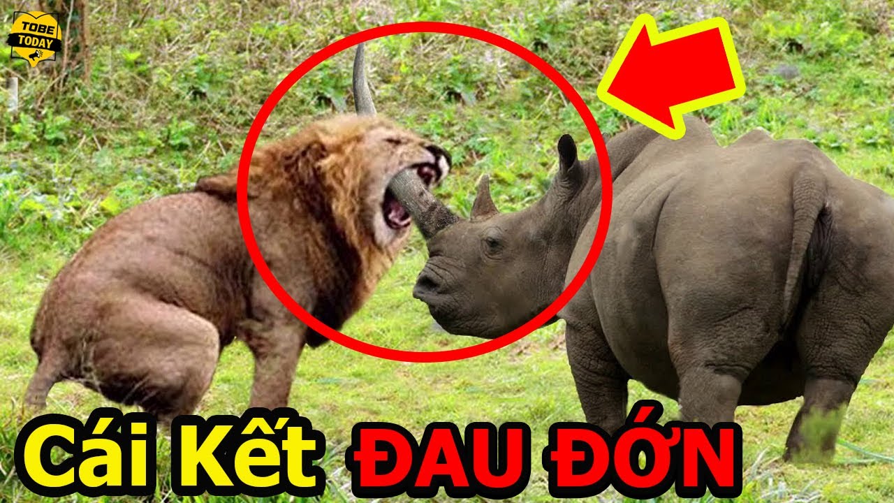🔴Điên Cuồng Lao Vào Tấn Công Quái Vật Tê Giác, 3 Con Sư Tử Nhận Cái Kết Đau Đớn Không Thể Tin Nổi