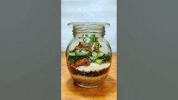Mini Terrarium in a Jar | Easy Plant DIY
