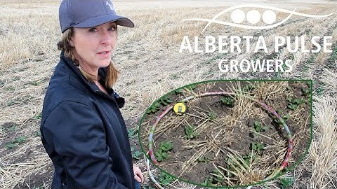 Determining Plant Stand Counts - A Quick How-to-Video