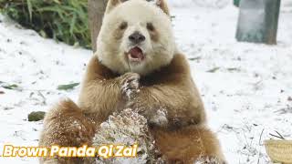 Adorable Brown Panda Qi Zai Eating Show. | 棕色大熊猫七仔吃播