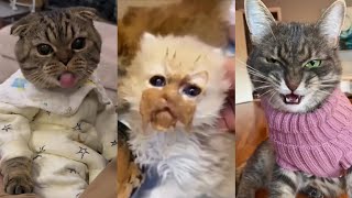 You&#39;ve Never Seen Cats Like This