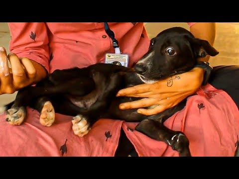 Video: Použití ponožkových psů k zastavení tlapky