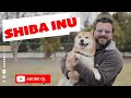 Köpek Irkları - Shiba Inu