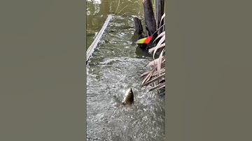 Nó quậy muốn gãy cần ,theo anh em là cá gì?🐟 #CauCa #HaiHuaFishing #Fishing #xuhuong #FishingShorts