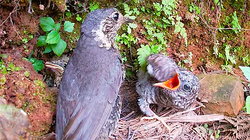 The parasitic cuckoo bird can't get food, and gradually becomes irritable寄生的杜鹃鸟损招用尽，却得不到食物，逐渐暴躁