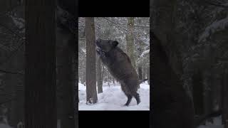 Кабан полез на дерево. A wild boar climbed a tree. #wildlife #shots