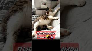 А Давайте все вместе позовем... «Степаааа заходииии» 😂 #помощьбездомнымживотным #кот