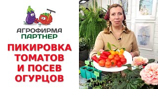 видео: ПИКИРОВКА ТОМАТОВ И ПОСЕВ ОГУРЦОВ картинка: ПИКИРОВКА ТОМАТОВ И ПОСЕВ ОГУРЦОВ