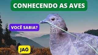 Curiosidades Sobre o JAÓ - Undulated Tinamou - Brazilian Birds Singing