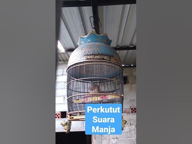 #shorts perkutut suara manja