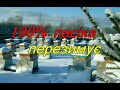 Зробіть так і пасіка перезимує на 100 %  . Бджільництво