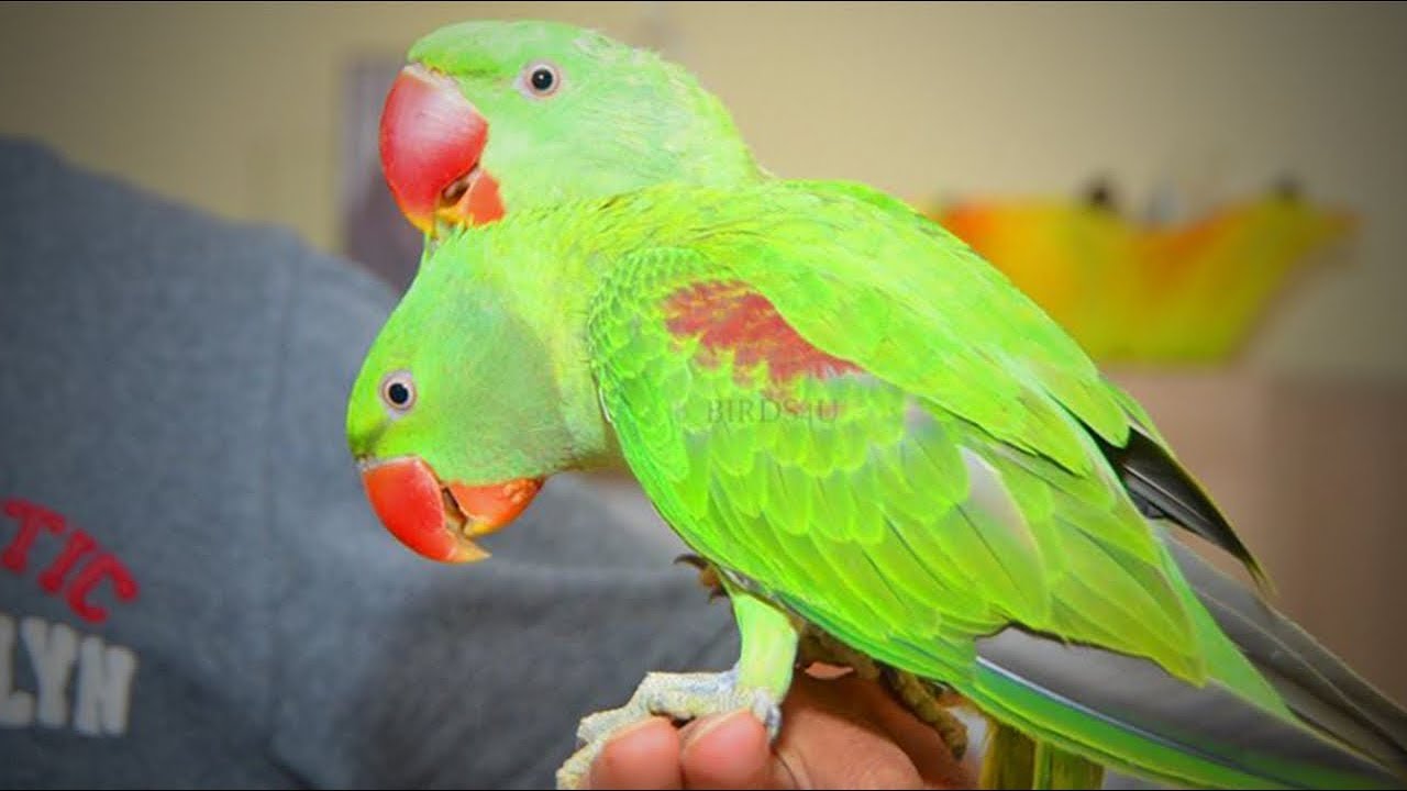 Parrots are the pets. Talking Parrot. Parrot talking English. Обложка для ВК сообщества с птицами жако ар.