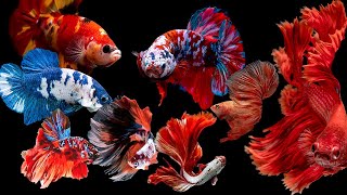 Discover Amazing Giant King Bettas and Unique Betta Types in Bangkok, Thailand!
