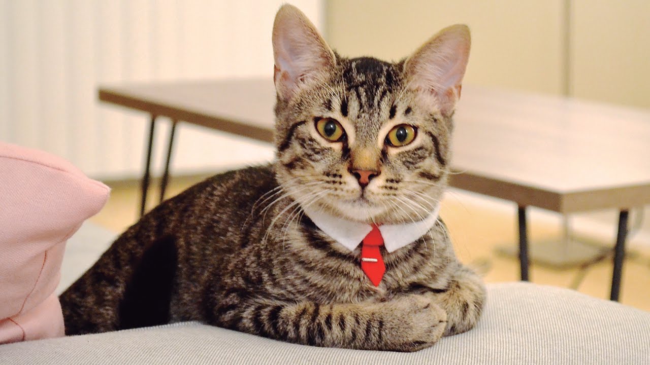 DIY No Sew Cat Collar- Pet Necktie 