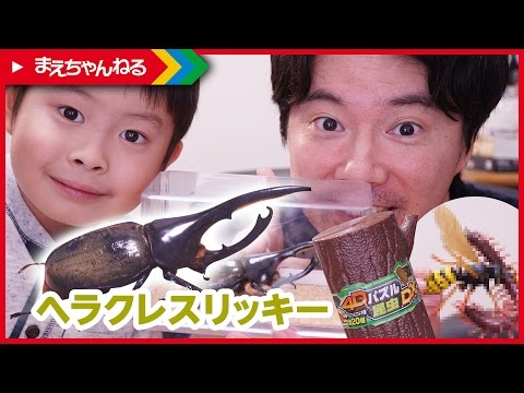 一部閲覧注意】ヘラクレスリッキーの標本 と 4Dパズル昆虫DX | まえ