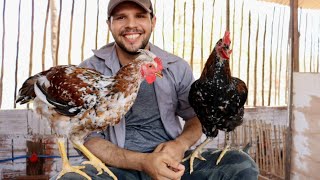 A importância de ter aves dóceis no plantel - Dicas