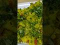 Batata poha recipe banaye Ghar pr #food#recipe#ytshorts #shorts#asmr#shortsviral#youtubeshorts