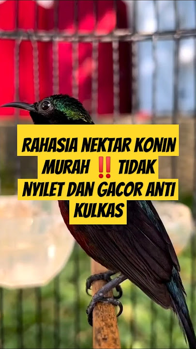 Nektar konin murah ‼️tidak nyilet dan gacor tanpa kulkas ‼️tanpa basi ‼️