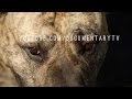 PRESA CANARIO: THE CATCH DOG FROM THE CANARY ISLANDS