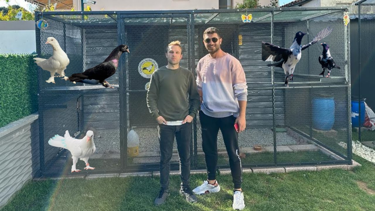 BU GÜVERCİNLER EFSANE | LÜKS YALITIMLI GÜVERCİN KÜMESİ | GÜVERCİN ÇEKİLİŞİ SÖZÜ ALDIK