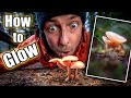 How to make the glowing mushroom photos 