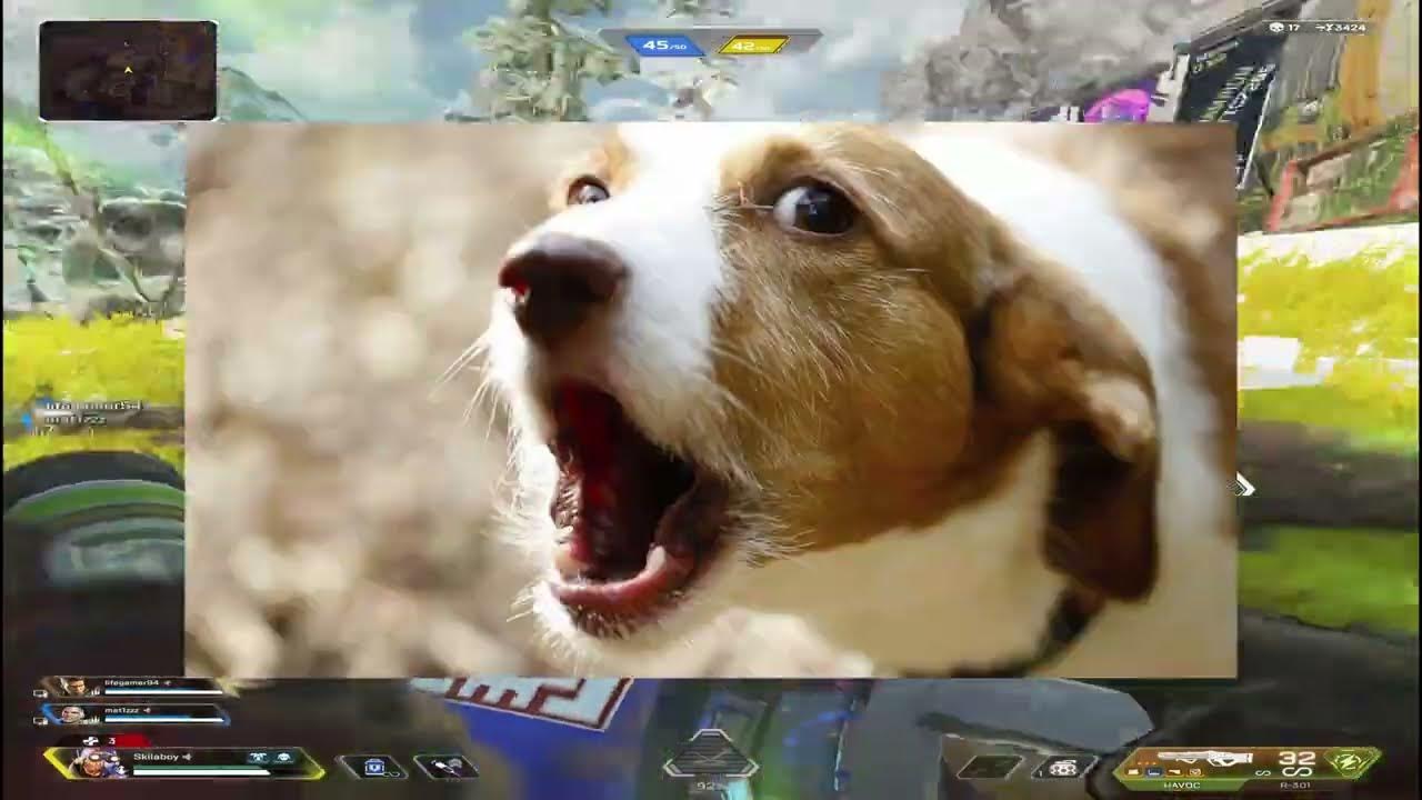 Поставьте лайк. Ну лай. Хаски гавкает. Шутки про собак. Собака лает.