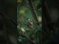 Wait… Why Is This Tiny Bird So Curious? | Titmouse bird sound #nature #wildlife #birdsong  #birds