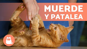 ¿Por qué mi gato me da patadas con las patas traseras cuando le acaricio?