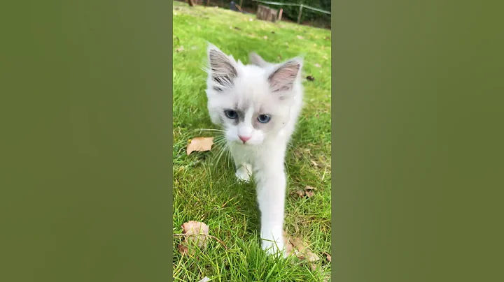 Video 8753081: kitten cute beautiful