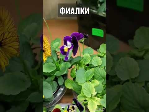 Выращиваем #фиалки дома!