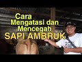 Cara Mengatasi & Mencegah Sapi Ambruk.