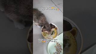 Ngao Tiểu Mi Nay Tập Ăn Cơm Với Canh Rau