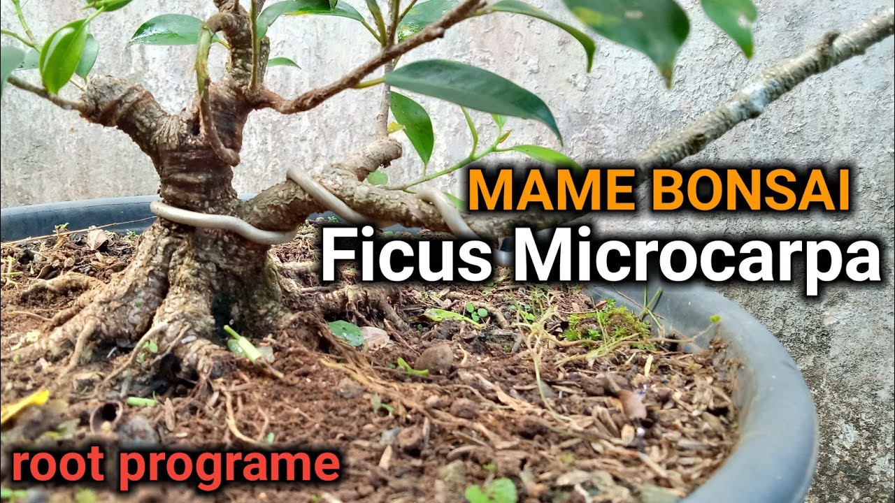 Program The Max!!! Mame Bonsai Kimeng YouTube