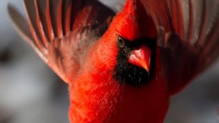 Певчая птица красный КАРДИНАЛ